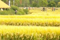 国庆假期我县旅游市场持续火热