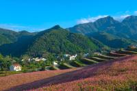 蓝田荞麦岭景区