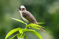 以案释法｜爱鸟别害鸟 捕鸟杀鸟难逃刑罚
